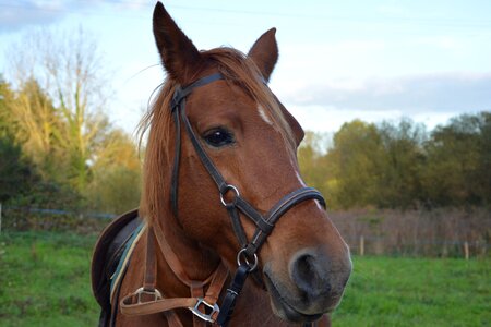 Filly horseback riding eye brown photo