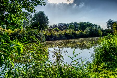 Reflection nature summer photo