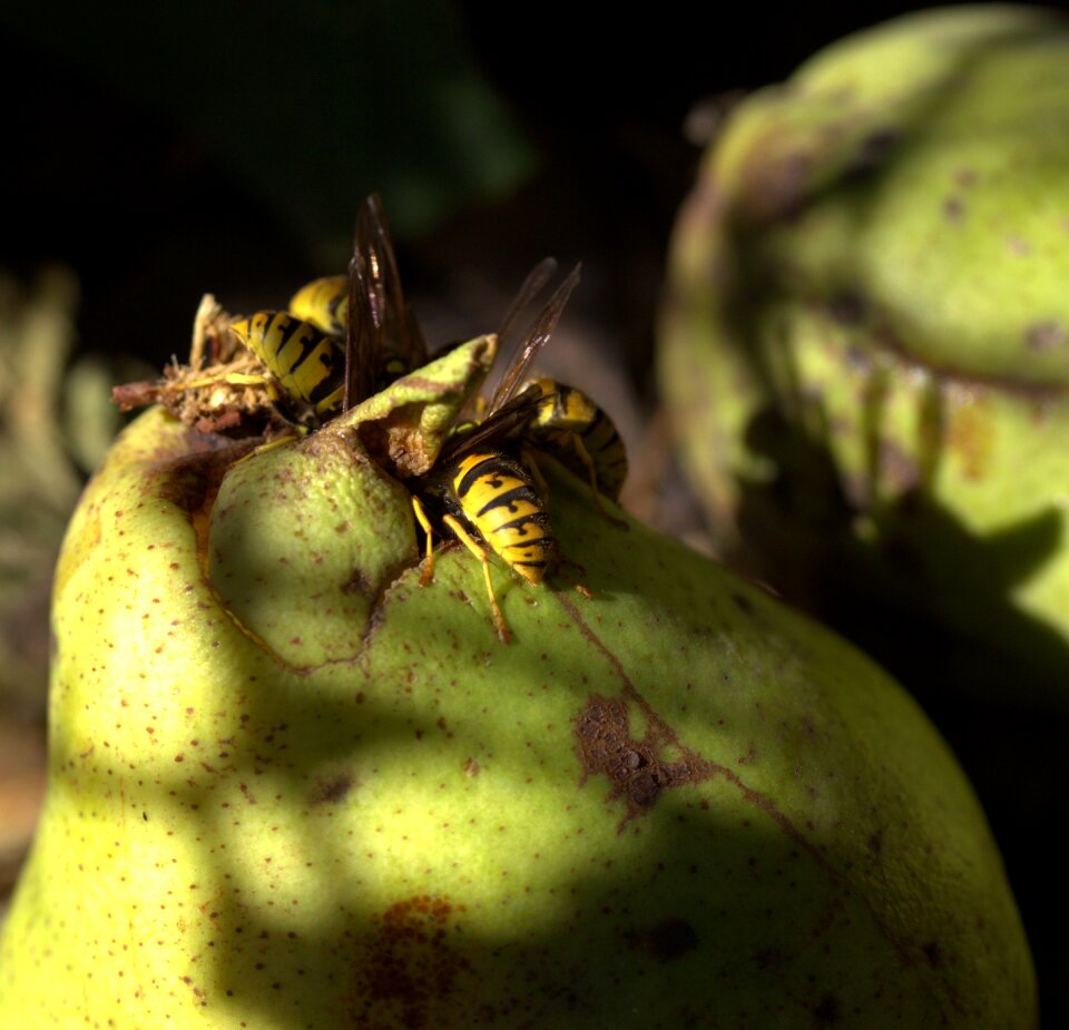 Para eating insecta