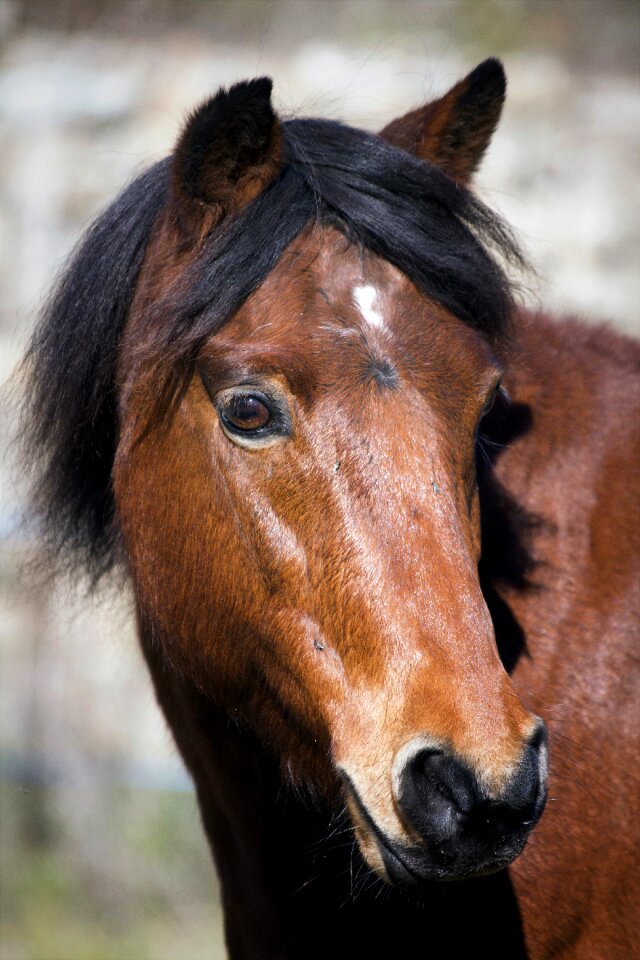 Horse brown horseback riding photo