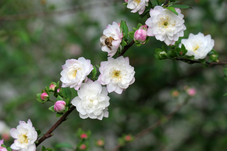 Nature tree cherry wood