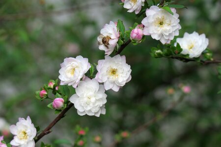 Nature tree cherry wood photo