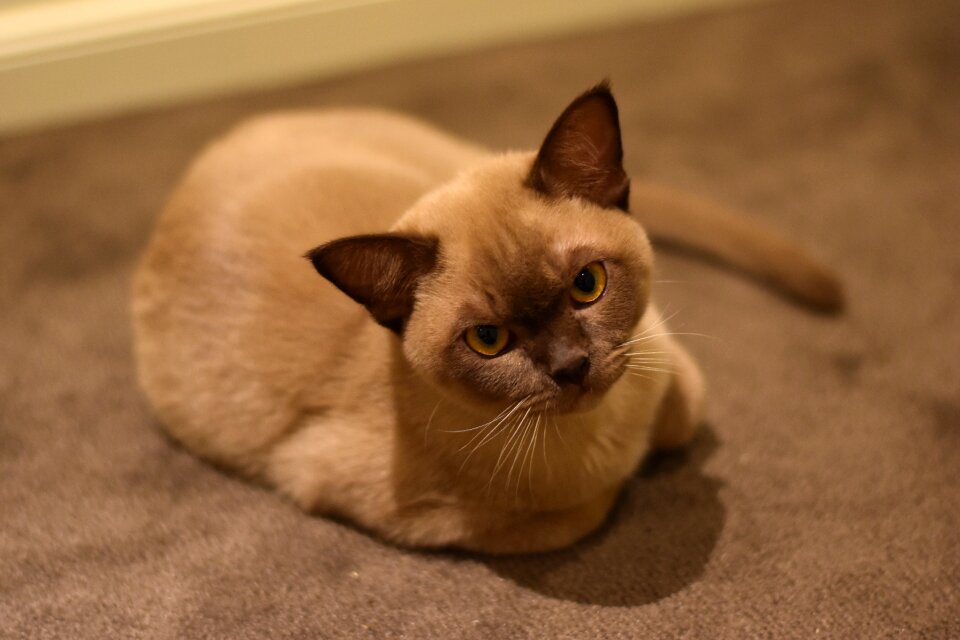 Cat chocolate brown chocolate