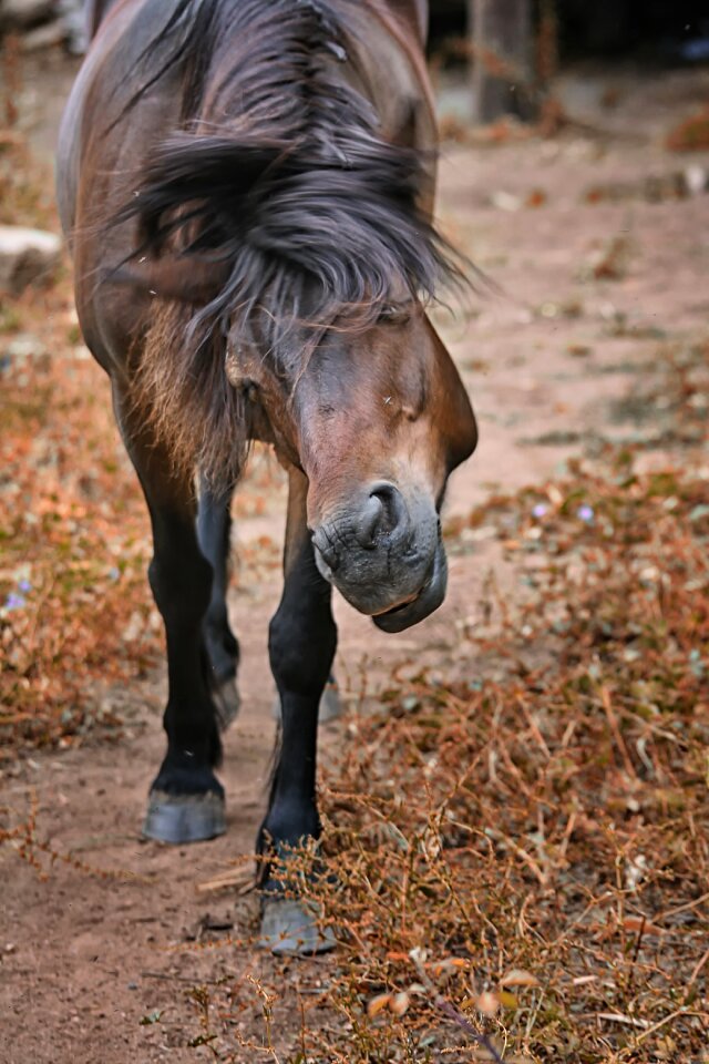 Horse brown horseback riding