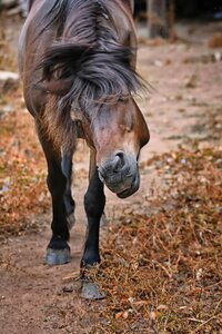 Horse brown horseback riding photo