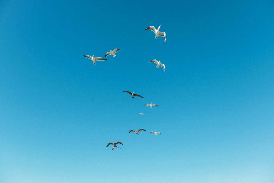 Flying formation nature