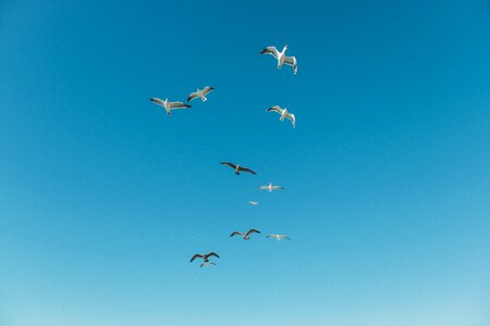 Flying formation nature photo