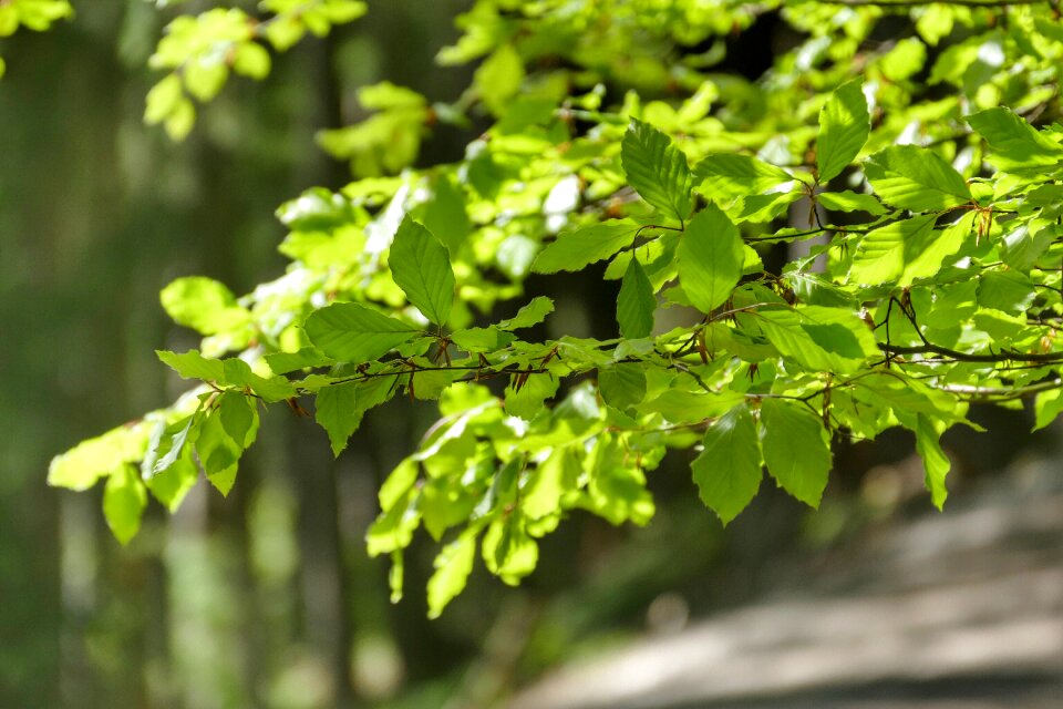 Plant growth nature