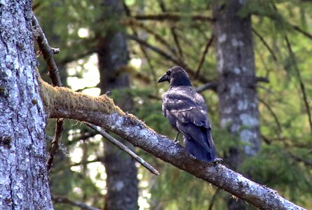 Scary bird black
