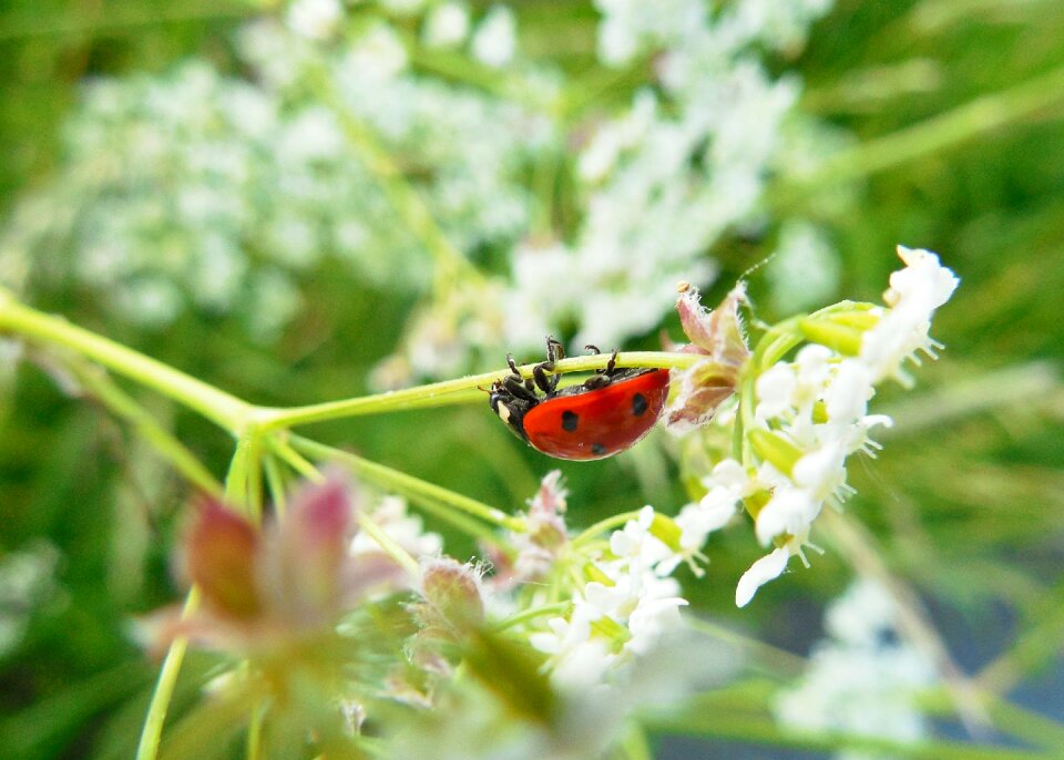 Ladybug meadow summer
