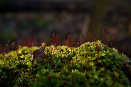 Close-up outdoors swamp