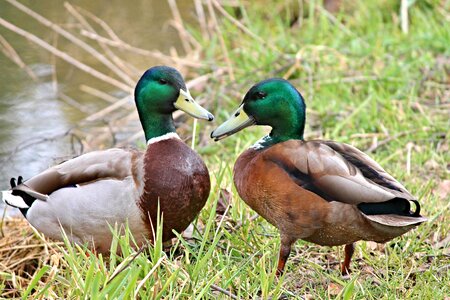 Water bird waterfowl chatter photo