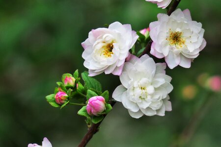 Flower plant leaf