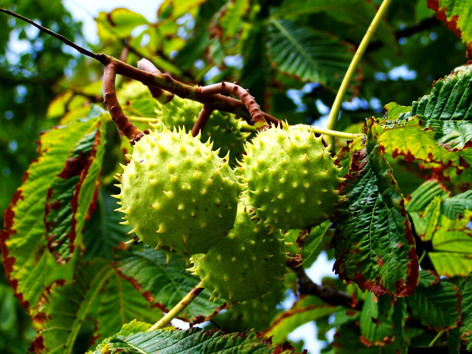 Horse chestnut fall harvest nature