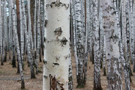 Bark trunk birch