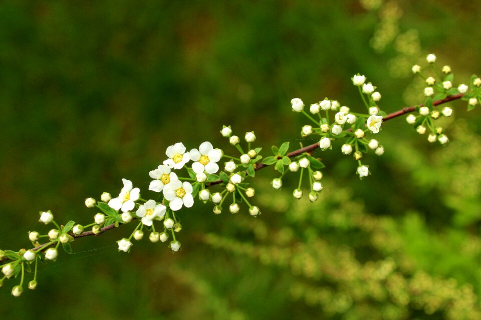 White flowers nature plant