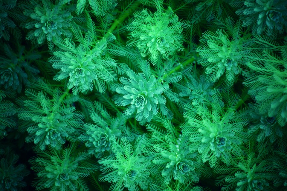 Fresh herb flower