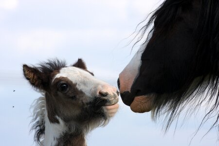Young equine animal