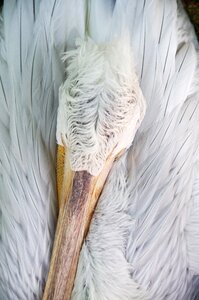 White feathers bird photo