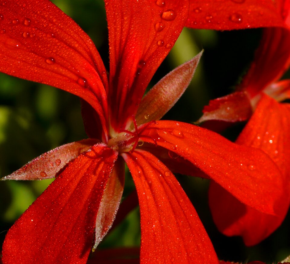 Macro flower close up