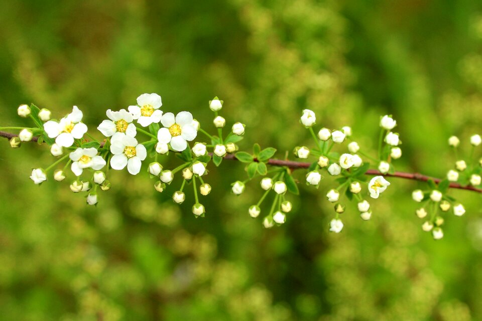 Nature plant flower