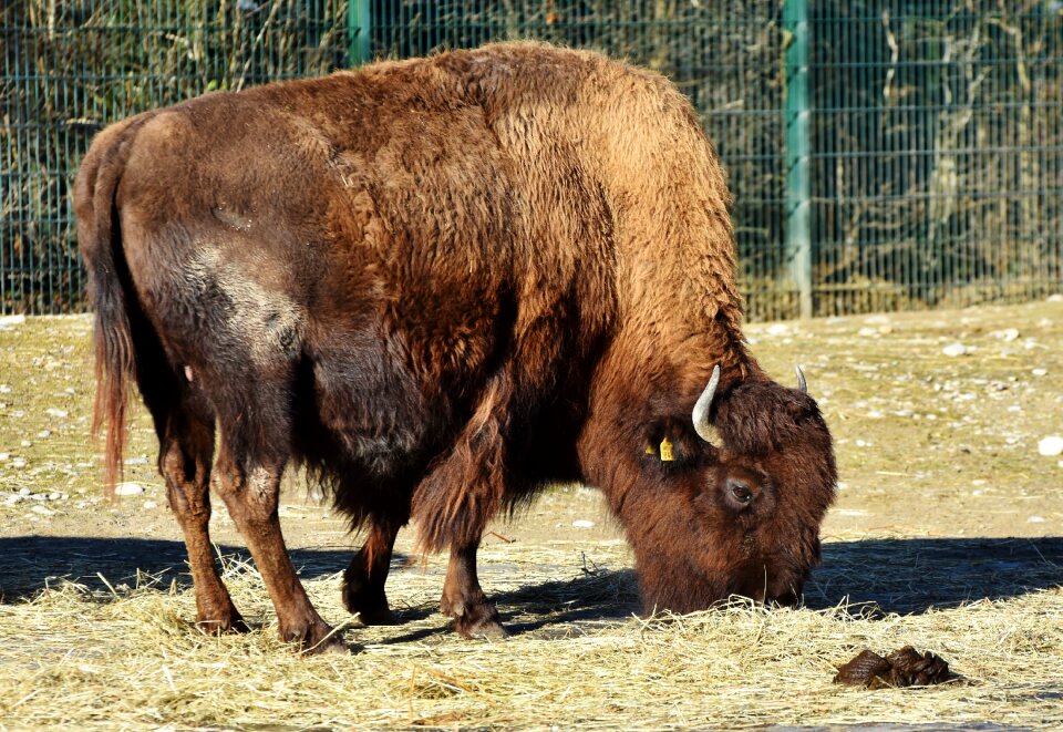 Buffalo american bison wild
