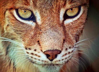 Animal animal portrait face photo