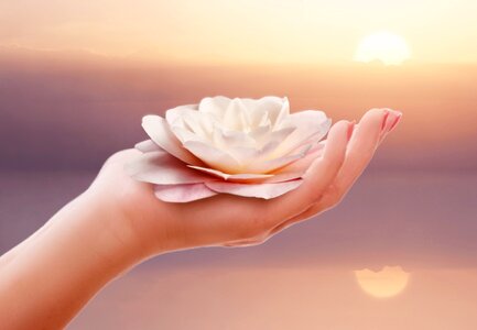 Wellness camellia camellia flower