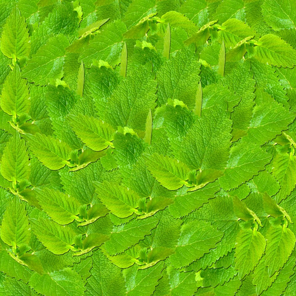 Grass background sheets green leaves