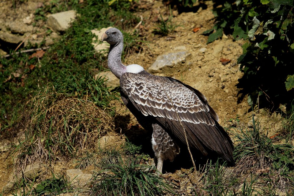 Plumage close up scavengers