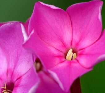 Macro flower close up photo
