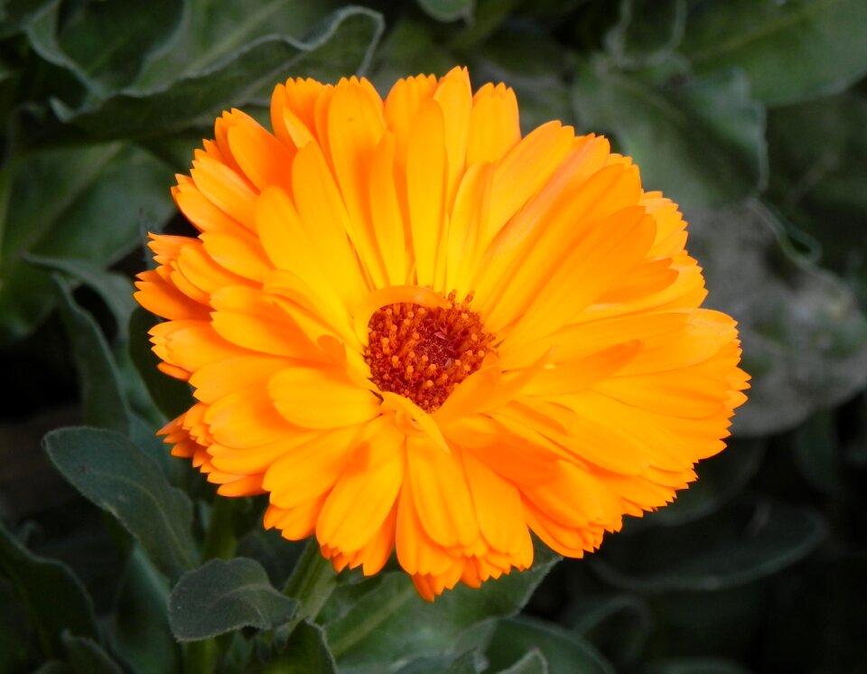 Garden summer calendula