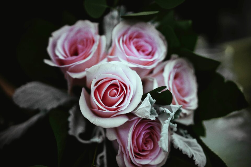 Petals nature bunch