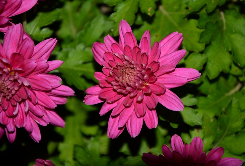 Flowering botany country