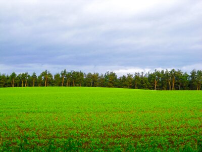 Field nature rural photo