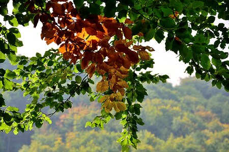 Lichtspiel autumn mood golden autumn