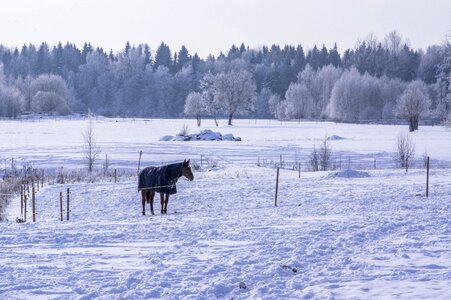 Frozen frost horse photo