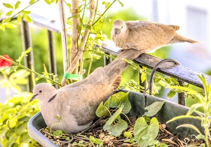 Fauna feathers turtledoves