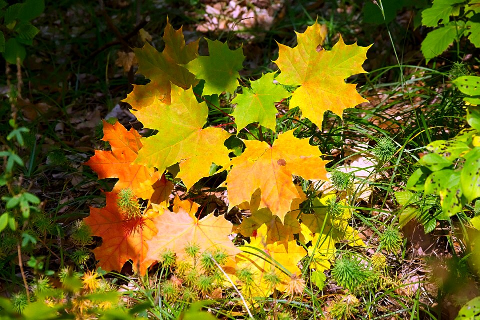Lichtspiel autumn mood golden autumn