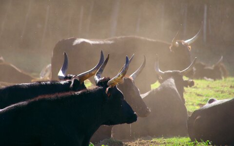 Camargue black horns