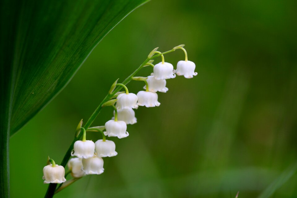 Flowers outdoors wildflower