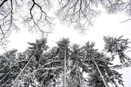 Cold tree pine photo