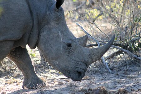 Animal africa horn