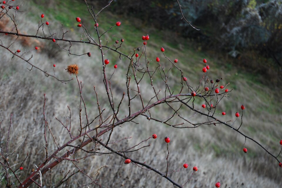 Berry autumn natural