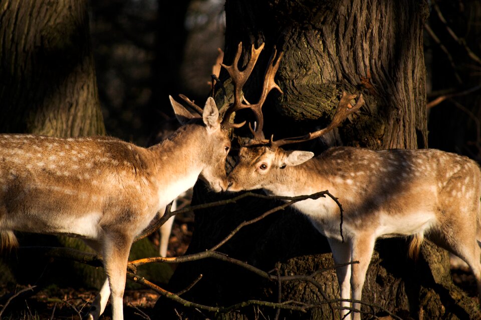 Wildlife forest woods