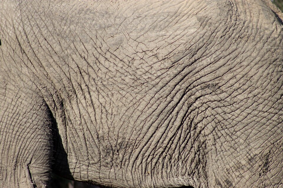 Skin animal africa