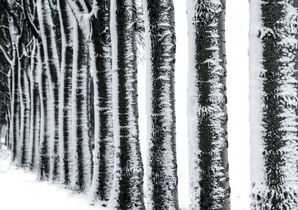 Birch black and white cold photo