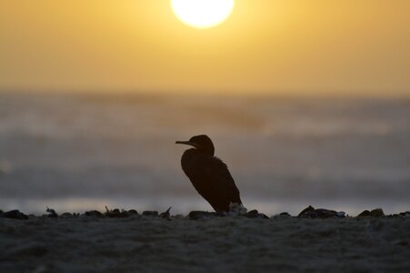 Fish predators loneliness evening rest photo