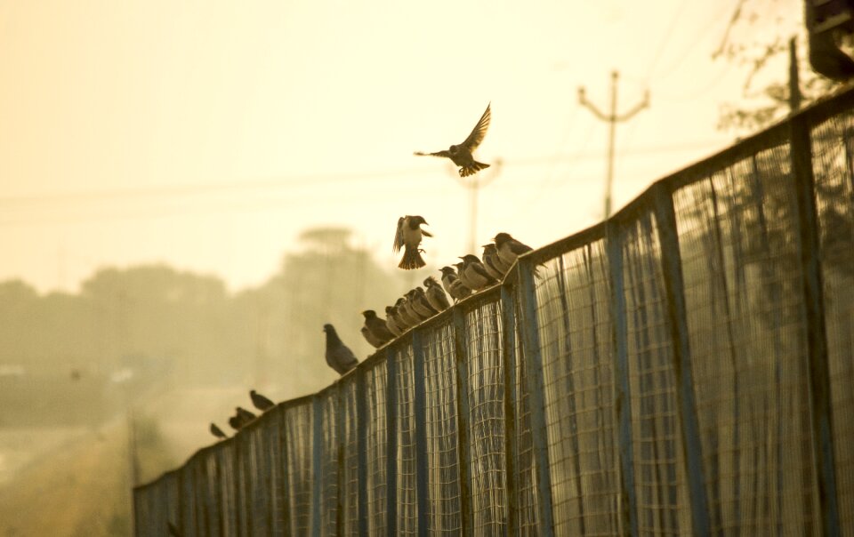 Wildlife outdoor flying