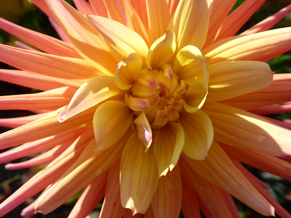 Pink fall asteraceae